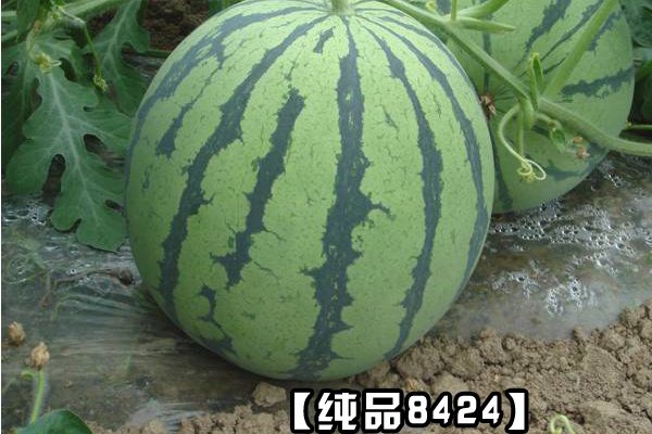【纯品8424】西瓜种子